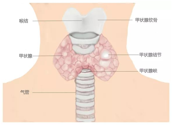 甲狀腺癌還可以按保額賠付?